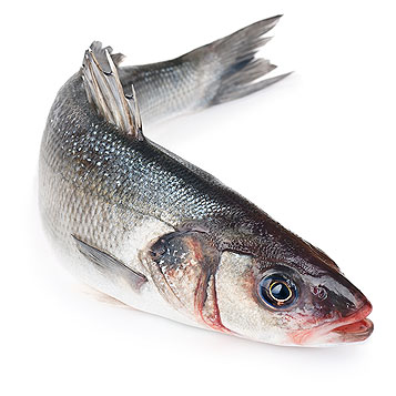 fish1 q