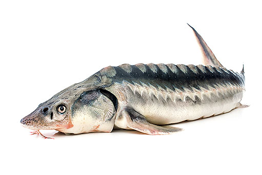 fish2 q